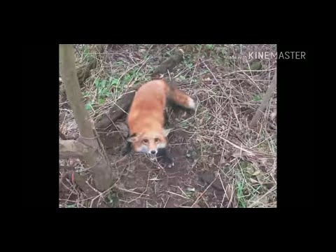 Video: Pet Fox Care: The Basics