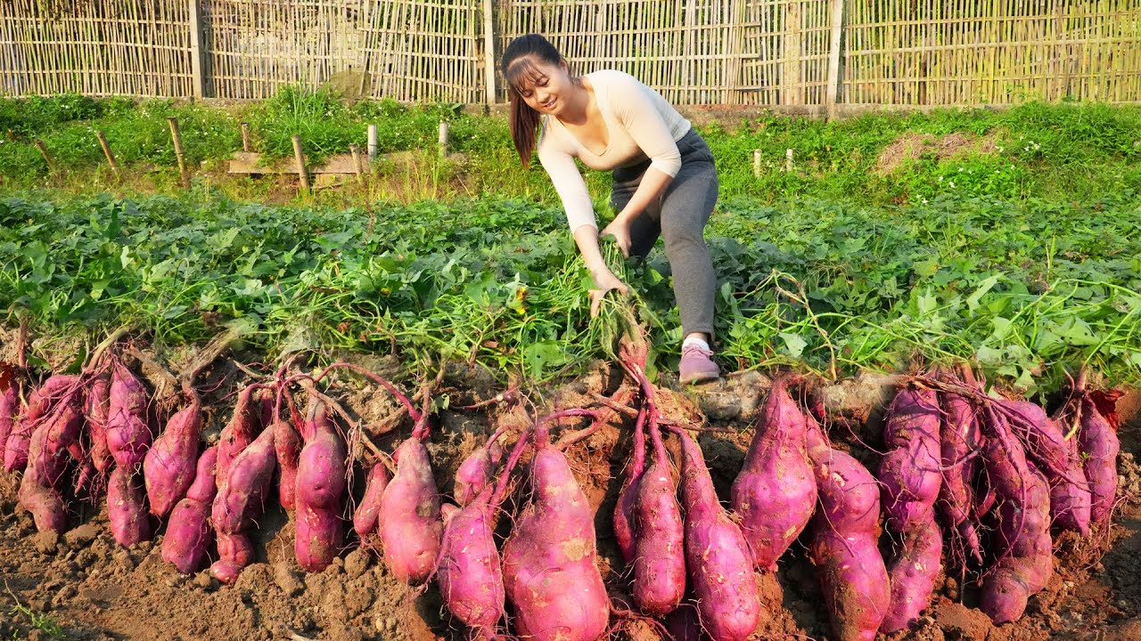 Harvesting Sweet Potato Goes to market sell - Bumper sweet potato crop | Phương Free Bushcraft