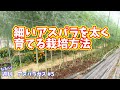 細いアスパラを太く育てる方法　【週刊アスパラガス＃５】#アスパラガス#アスパラガス栽培#家庭菜園