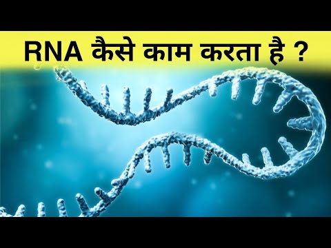 वीडियो: Rna कहाँ स्थित है?