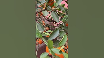 Spot the Lizard! Amazing Camouflage in a Tangerine Tree