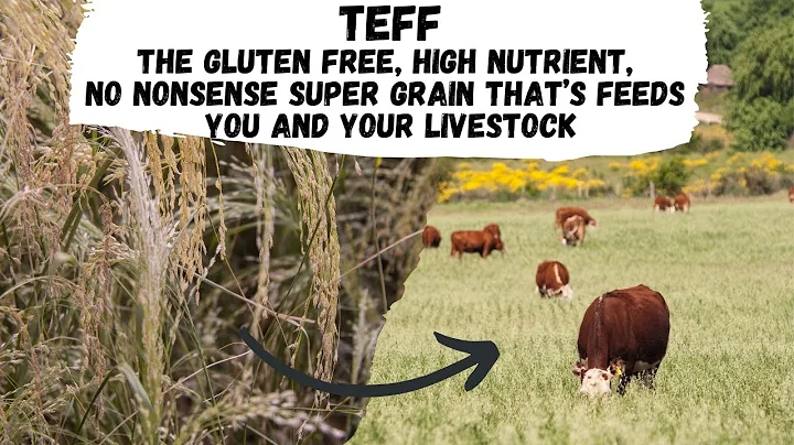Teff: The Gluten Free High Nutrient No Nonsense Super Grain That Feeds You and Your Livestock