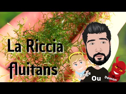 Vidéo: Riccia dans l'aquarium : bénéfice ou mal