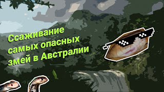 Ссаживание самых опасных змей в Австралии(Ссаживание пары Коричневых Змей (Pseudonaja textilis), она же Brown snake. Плюс некоторые интересные факты от Арслана Вале..., 2015-10-24T00:17:44.000Z)