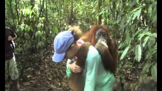 Sumatran Orangutan Birthday Hug.wmv