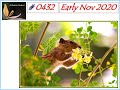 Ashrama Gardens Photo Video # 0432 - Nov 12, 2020 Edition - Early Nov 2020 Clicks