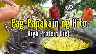 Pag Papakain ng Hito  High Protein Diet