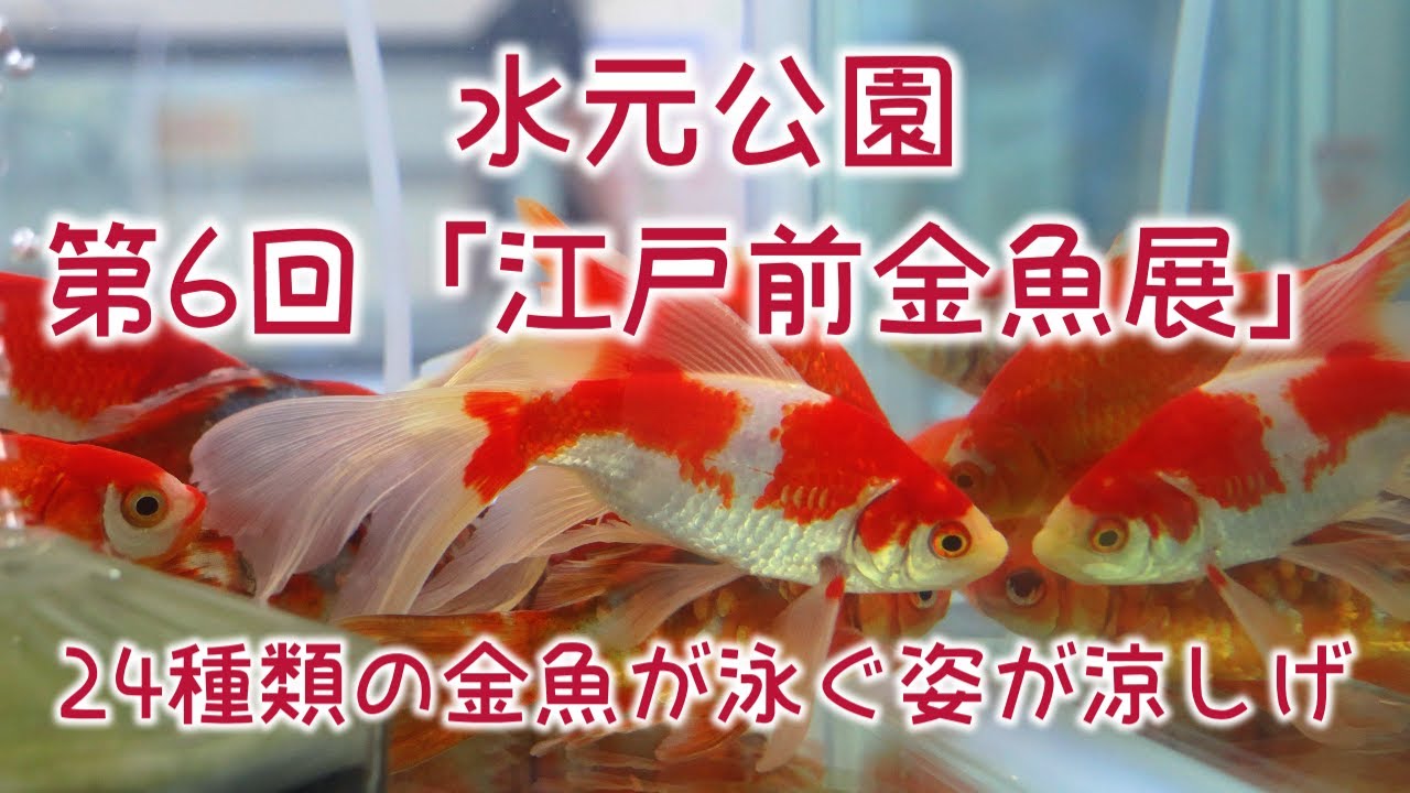 Mizumoto Park [6th Edomae Goldfish Exhibition] 24 kinds of