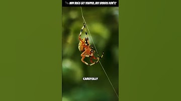 🕷️ Why Do Spiders Not Stick to Their Own Webs? #SpiderFacts #NatureMystery