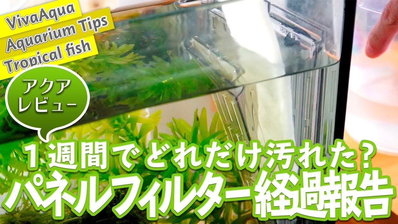 Aquarium supplies] How dirty did the Suisaku Panel Filter get in a
