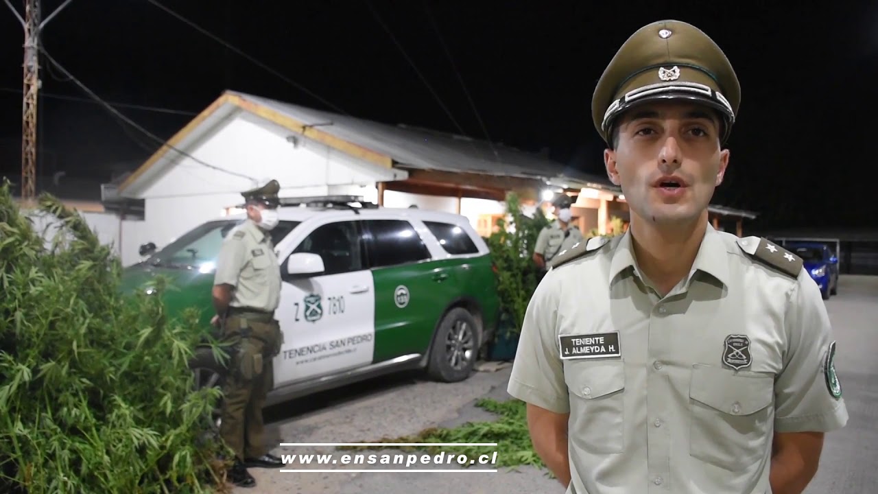 Decomiso Plantas de Marihuana Comuna de San Pedro