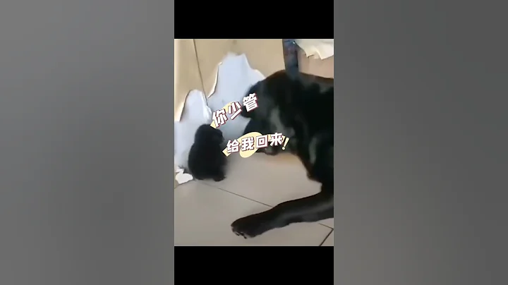 奶凶奶凶的狗子，像不像小時候的你 #原諒我不厚道的笑了 #可愛到爆炸 #狗狗 - 天天要聞