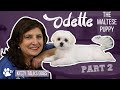 Grooming Odette the Maltese puppy - part 2 | Kitty Talks Dogs - TRANSGROOM