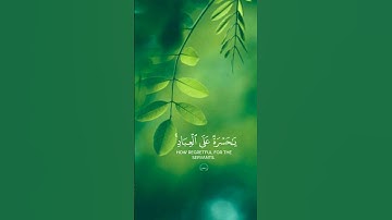 ياحسرة على العباد سورة يس القارئ شريف مصطفى