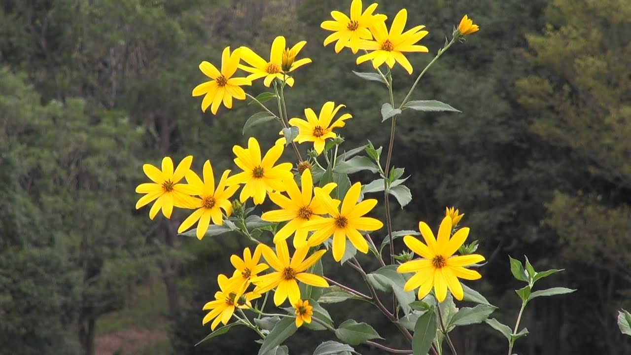 キクイモの花 Youtube キクイモの花 Youtube