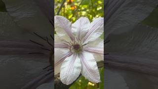 Pierwszy Clematis i irys