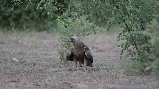 Tal Chappar Booted Eagle on Ground with Spiny Tailed Lizard Final Kill 2