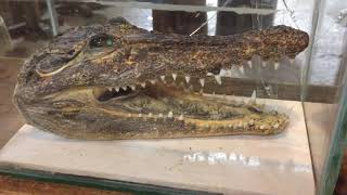 Crocodile head