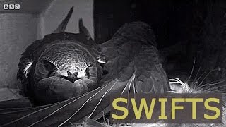 NATURE Swifts - BBC - Autumnwatch 2015