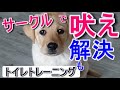 子犬のしつけ【要求吠え】サークルやケージに入れると吠える・鳴く！のをやめさせる対策とトイレトレーニングがいっぺんにできる方法を紹介