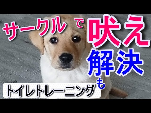 子犬のしつけ 要求吠え サークルやケージに入れると吠える 鳴く のをやめさせる対策とトイレトレーニングがいっぺんにできる方法を紹介 Youtube