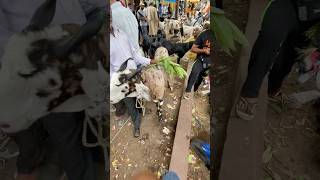 45000Rs Ka Qurbani Wala Bakra