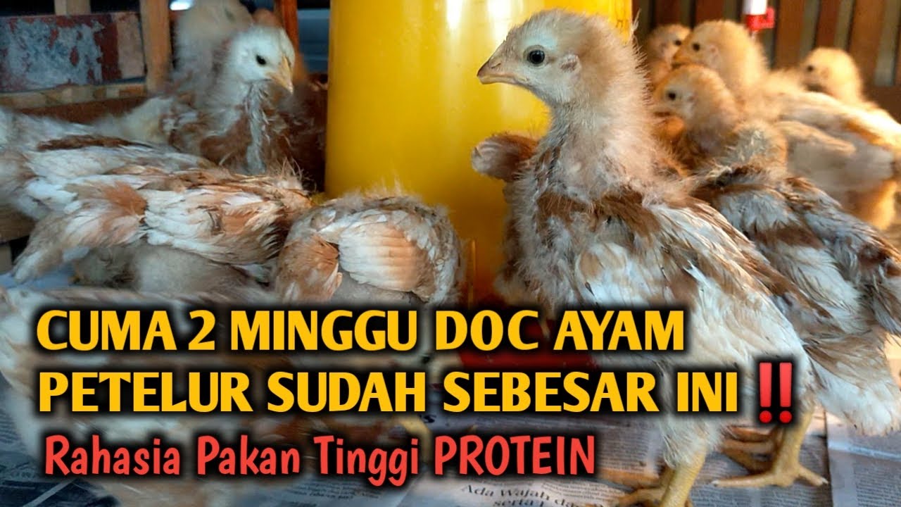 CUMA 2 MINGGU DOC AYAM PETELUR SUDAH SEBESAR INI‼️Rahasia Pakan Tinggi PROTEIN
