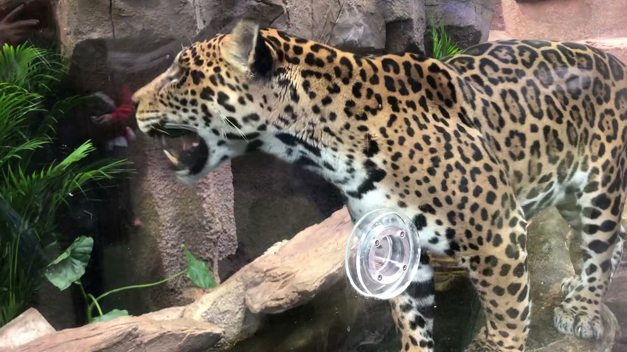 ソルくん 水場付近でペロペロ ジャガー 那須どうぶつ王国にて 21年12月4日 Youtube ソルくん 水場付近でペロペロ ジャガー 那須どうぶつ王国にて 21年12月4日 Youtube