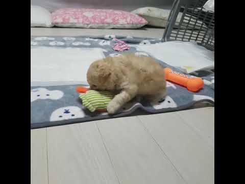 꼬물이 아기강아지 아기푸들 _ 이피치 ♡