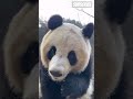 #panda #lunch #bonapitate #fun time