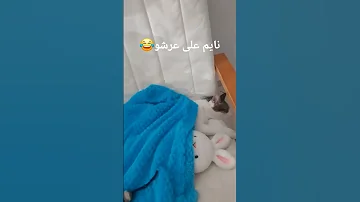 سور عالإزعاج Cat بسس Cute Catshorts Funny 