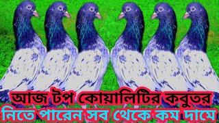 পাকিস্তানি কবুতর টেডি ১২৮ কোবরা টেডি ওমান টেডি রামপুরি কবুতর নীলা কামাগার পাকিস্তানি কবুতর পাবেন