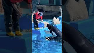 Orcas Eating Ice Explained #shorts #orca