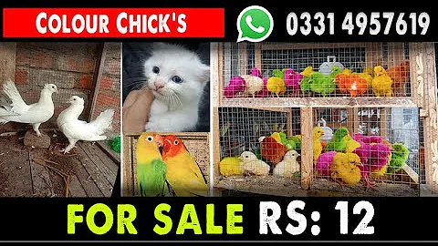 Video 10214181: eyed white persian kitten, persian kitten blue eyes, colour persian kitten