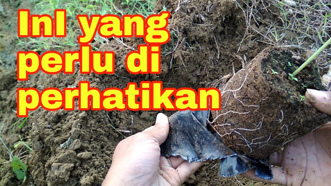 Cara menanam pepaya california