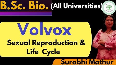 Volvox। Sexual reproduction and Life cycle of Volvox । B.Sc.bio.। by Surabhi ma