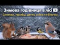Зимова годівниця в лісі Синички горобці дятел сойка та білочка Звуки природи без музики