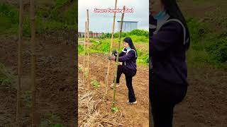 Easy Soil Hole Maker for Faster Plant Support Setup#farming #easyfarming