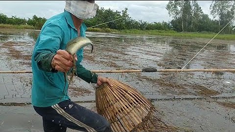Hai Anh Em Đi Đẩy Côn Có Mấy Mẫu Đất Mà Cá Lóc Bắt Liên Tục@