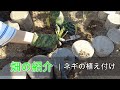 おかんとちょびのガーデニング #7 畑の紹介｜小ネギ（再生ネギ）の植え付け！
