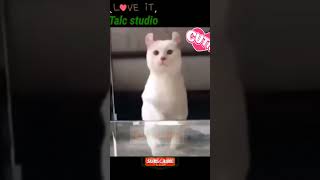 Baby Cats - Cute and Funny Baby Cat Videos Compilation 😍😍#status #talcstudio #shorts #nature #cat