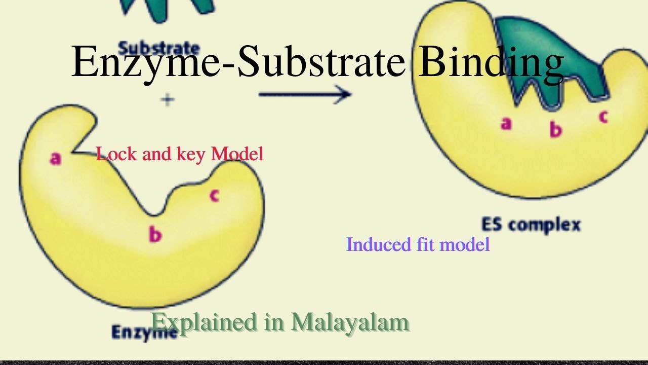 Enzyme Substrate Binding