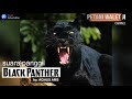 Suara Panggil Sp Black Panther Mp3 - Mp4 Download