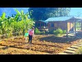 Taking advantage of the vacant land, MAI planted a large tomato garden on the farm