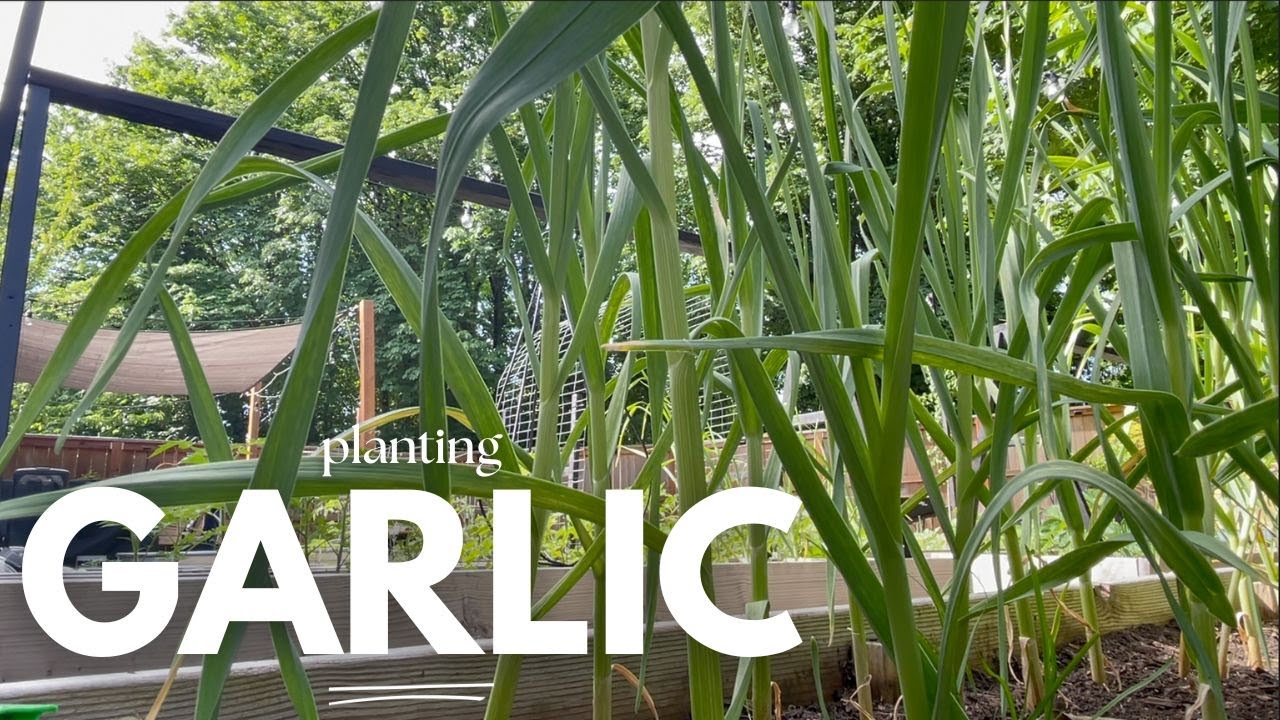Growing Garlic from Cloves Planting Garlic Zone 8B YouTube