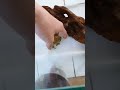 痩せたミヤコヒキガエルを飼育すると 痩せたミヤコヒキガエルを飼育すると