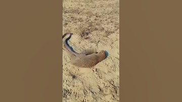 Cầy mangut khắc tinh của loài rắn               #youtube #youtubeshorts #ytshorts #taphoa1985