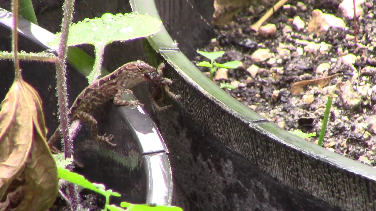 Lizard Eats a Huge Spider in Our Garden YouTube