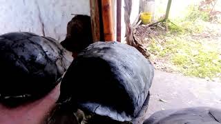 Los Caparazones De Tortuga Gigante Galápagos.