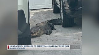 SCDNR saves day after large alligator shows up to residents front door: deputies say